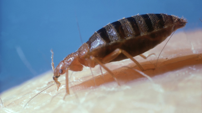 An extreme close-up on a bed bug on human skin