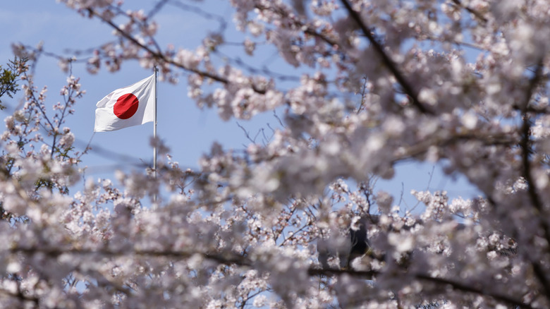 Japanese flag among sakura blossoms