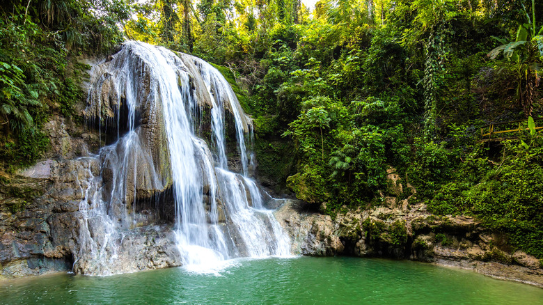 A waterfall in the jungle