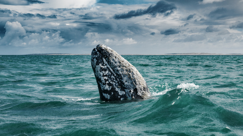 Whale's head coming out of water
