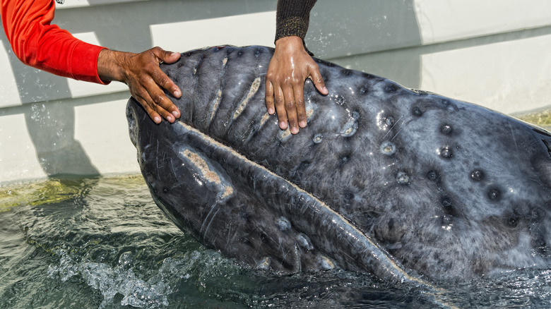People touching gray whale