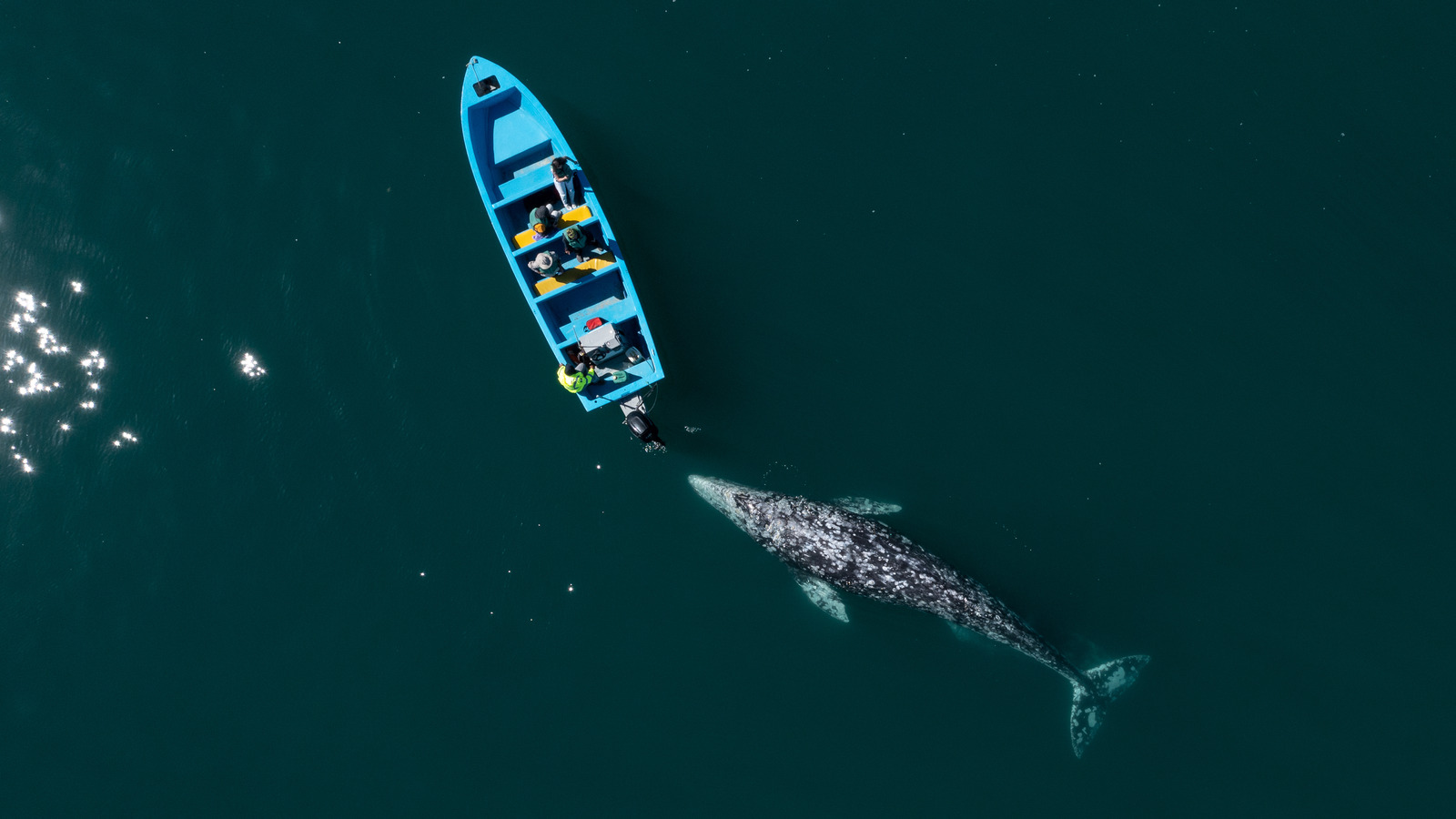 The Eco-Friendly Destination With Some Of The Best Whale Watching On