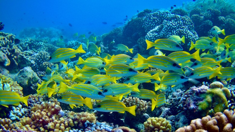 underwater marine life diving in Fakarava