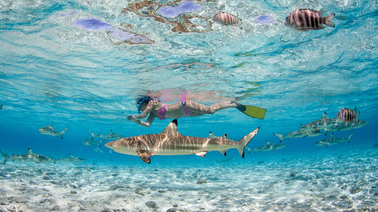 woman diving with sharks in French Polynesia