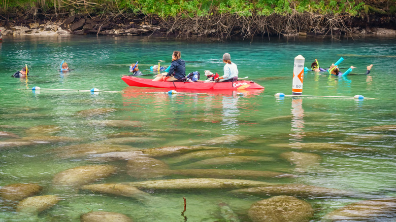 manatees near kayakers