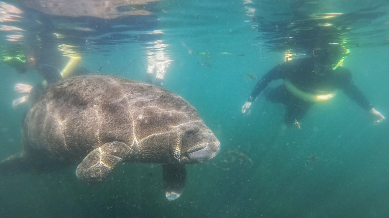 snorkeler near a manatee underwater