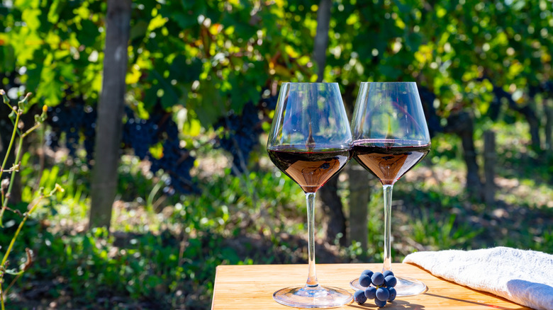 Bordeaux red wine vineyards in France