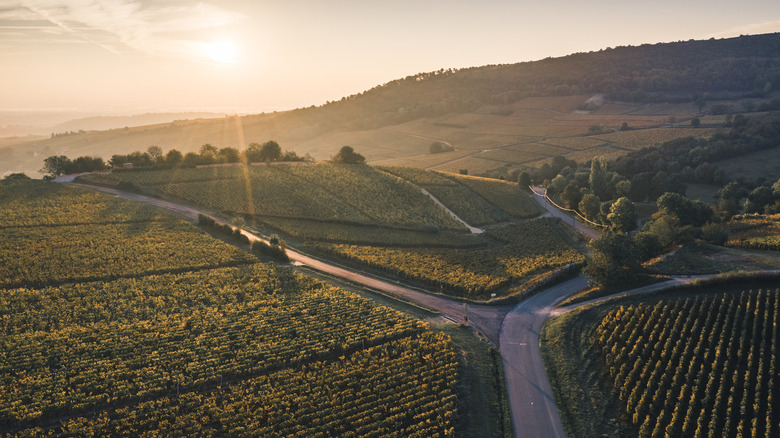 French vineyards in Burgundy at sunset