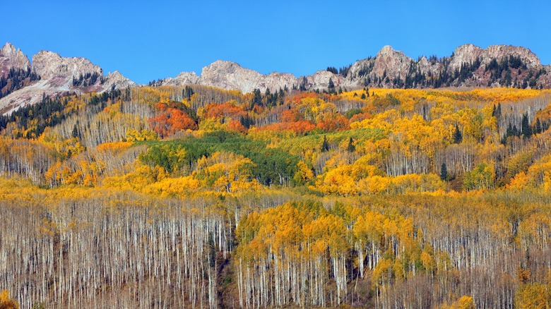 Aspen groves in the Ruby Mountain Wilderness