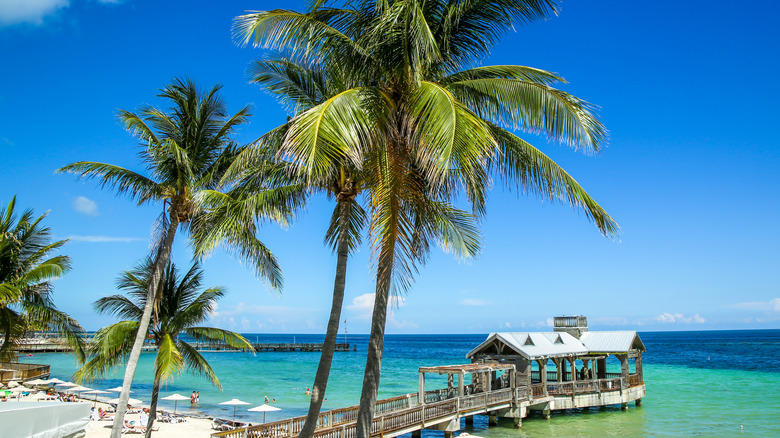 Palm trees in Key West, Florida