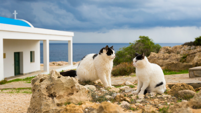 two cats on a rock