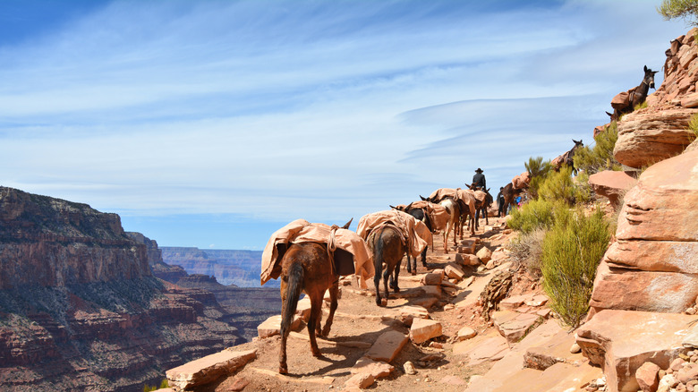 Mules carrying people and supplies up a trail in the Grand Canyon