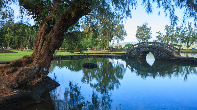 A tree leans over water with a stone bridge in the background