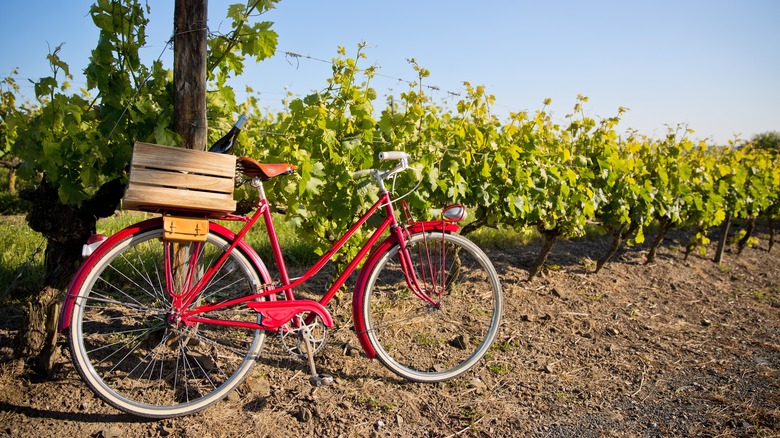 A red bicycle leans up against a post in a vineyard