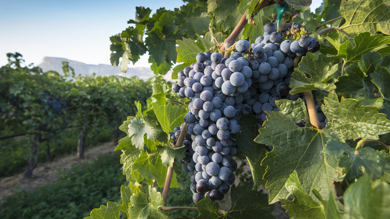 The view from a vineyard in Palisade, Colorado