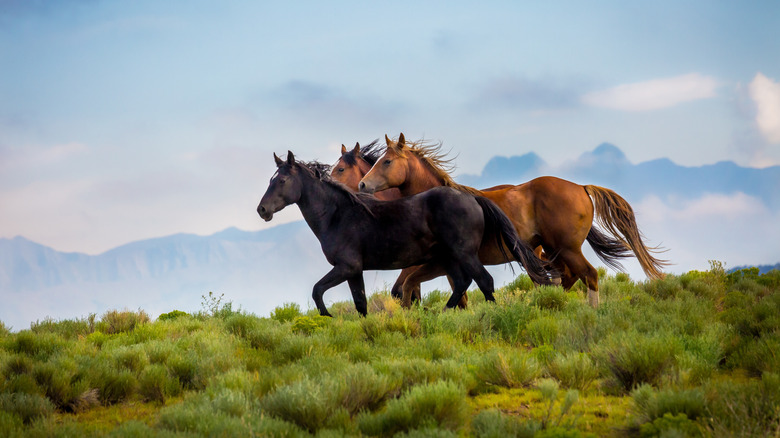 Three wild horses run free over the open range