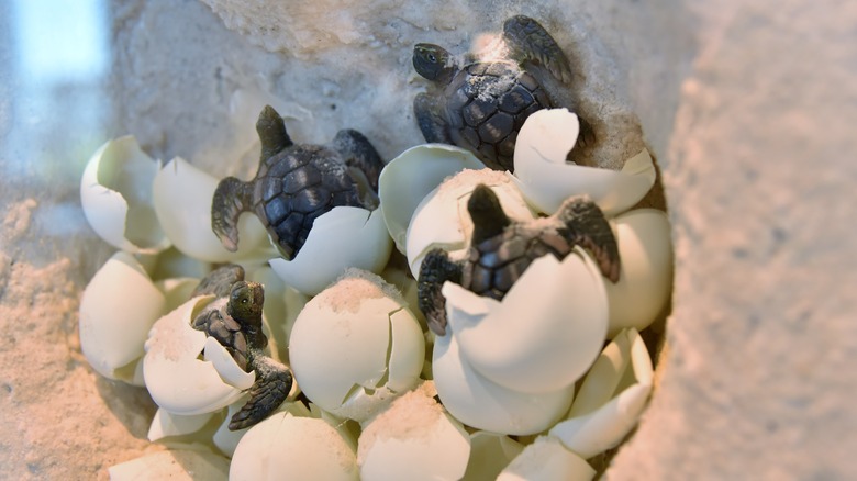 Sea turtles hatching