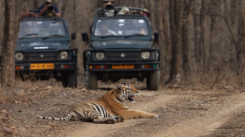 Tiger in Panna State Park, India