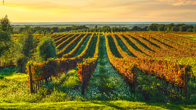 Vineyard in Tuscany at sunset
