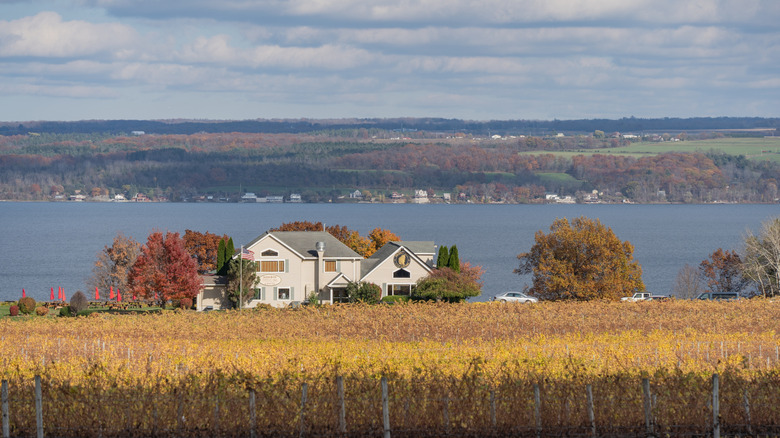 Finger Lakes vineyard