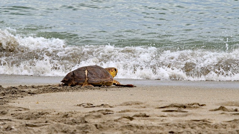 A healthy turtle heads back to the sea