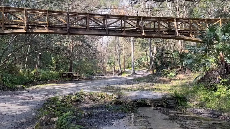 Suspension bridge and surrounding palms