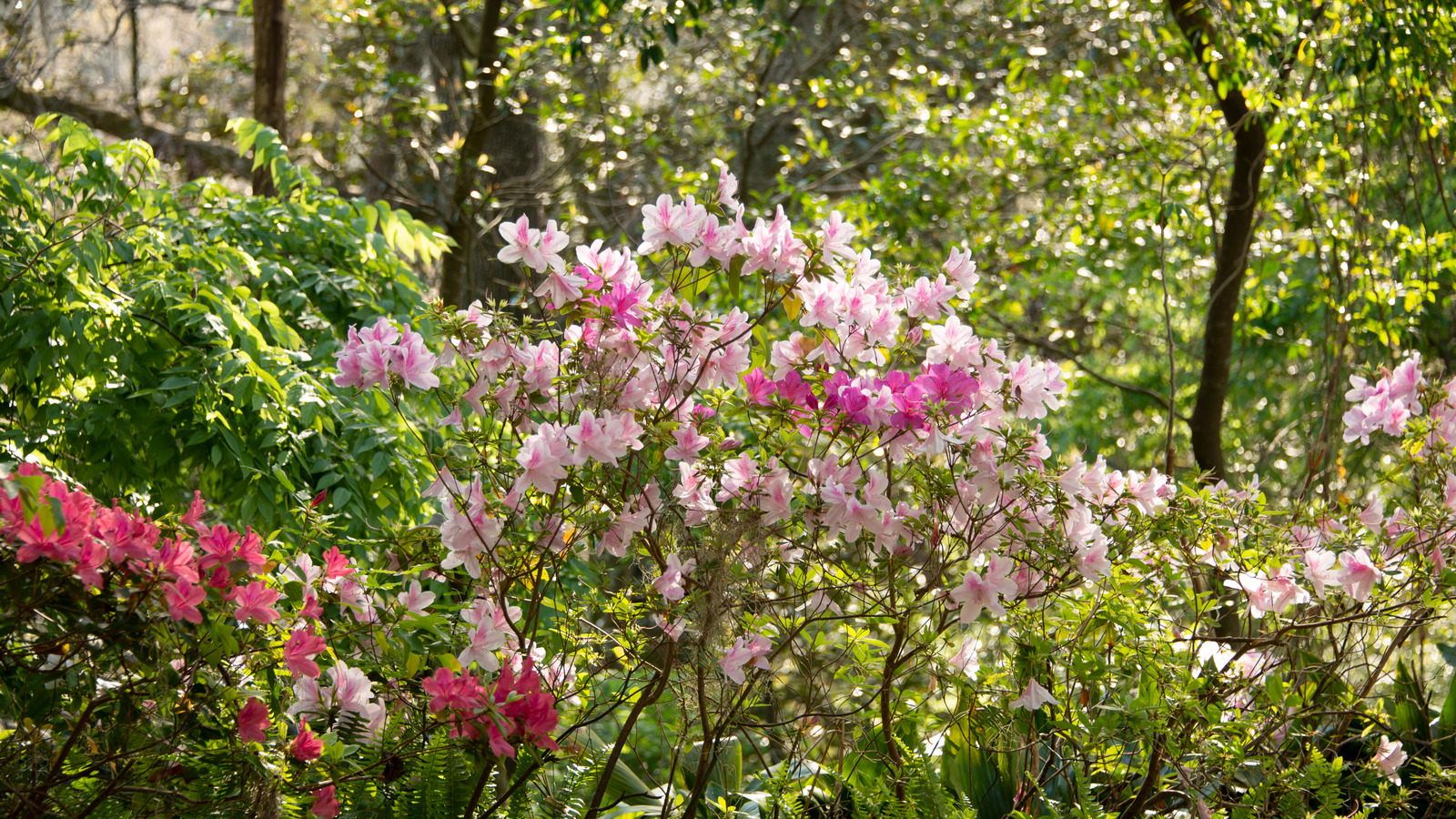 The Hiking Trails At This Underrated Florida State Park Will Take Your ...