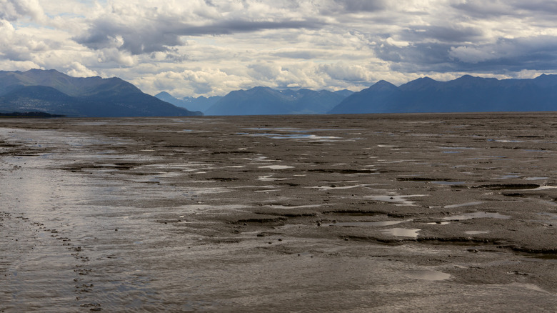 Kincaid mudflats at low tide