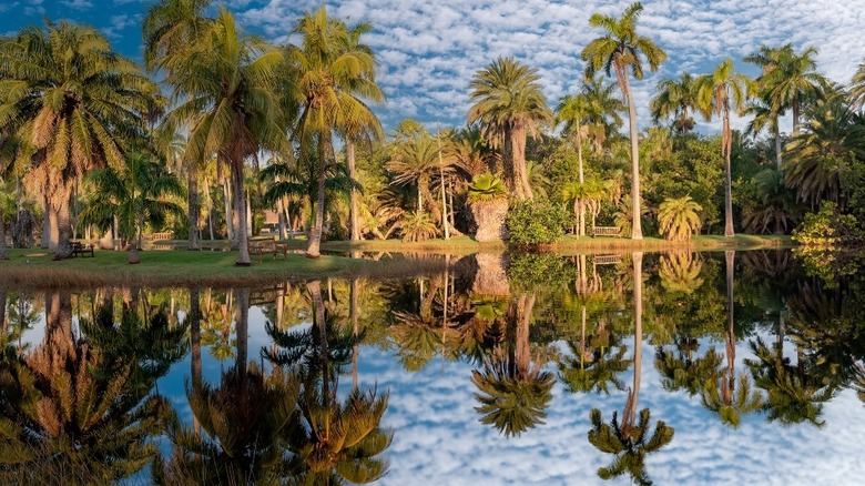 Fairchild Tropical Botanic Garden palms