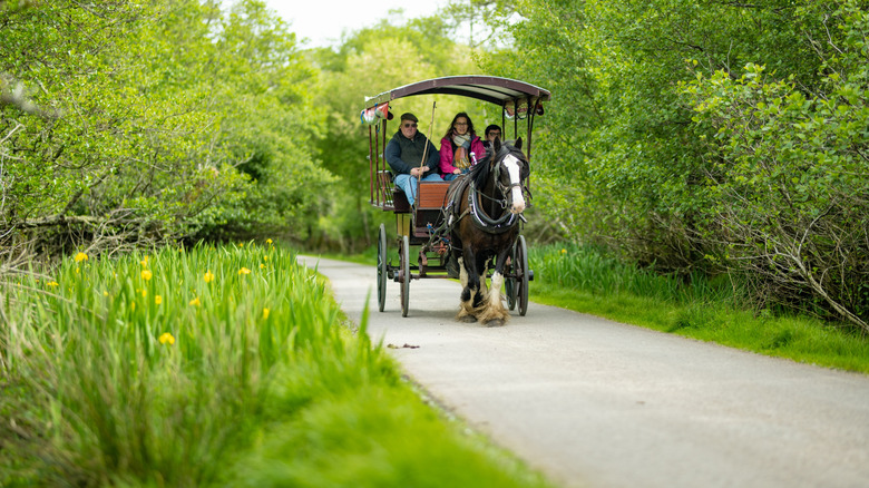 A horse carriage riding through Killarney National Park