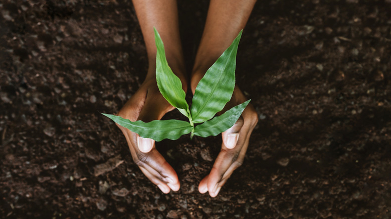 Woman planting a tree