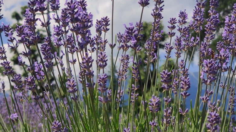 Lavender plants 