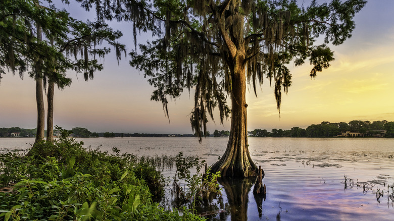 Trees emerge from Florida wetlands