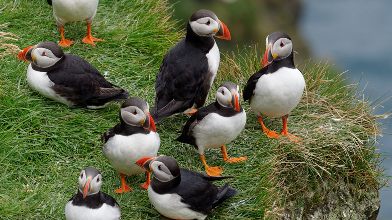 Puffin colony Westman Islands Iceland