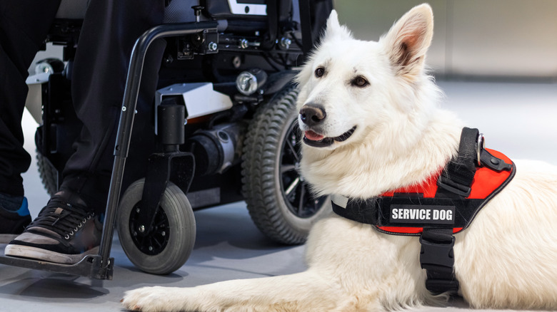 Service dog next to wheelchair