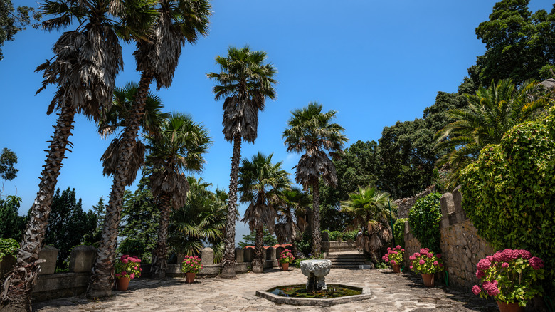 A tropical landscape in Sintra's Pena Park