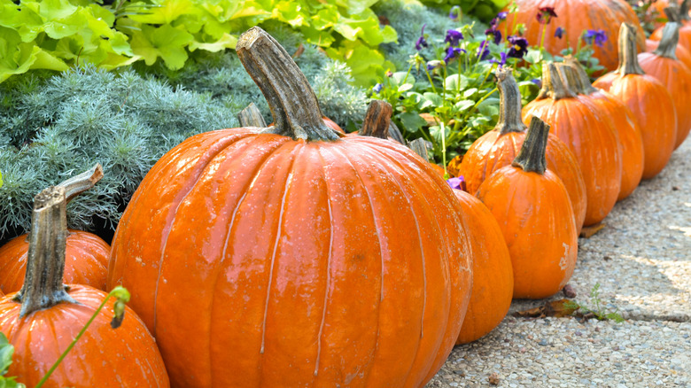 Display of colorful pumpkins