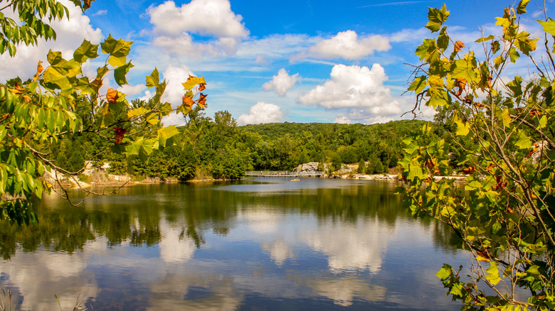 Trees surrounding a lake