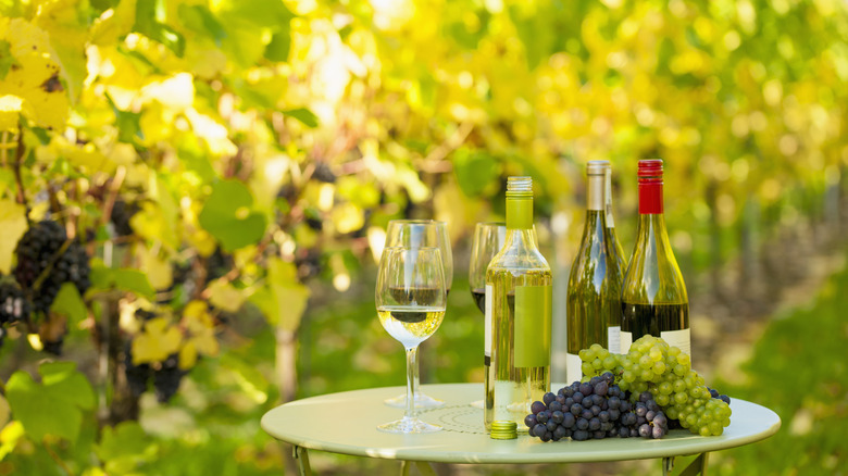 Bottles of wine in a vineyard