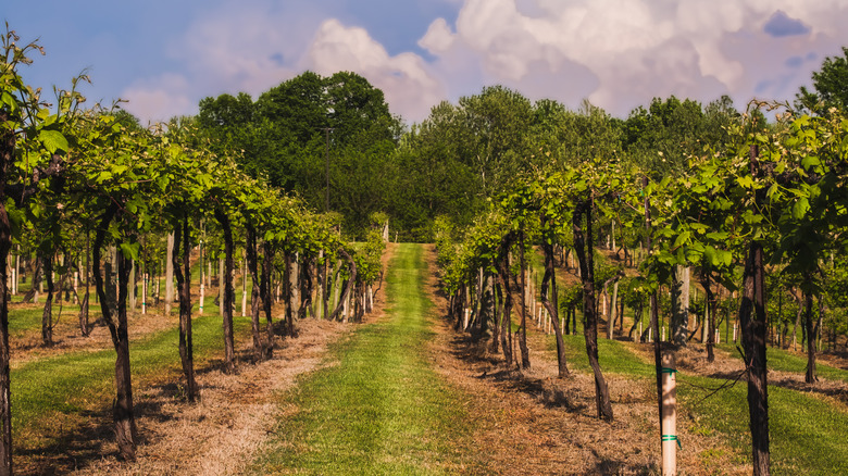 Rows of grapes in vineyard