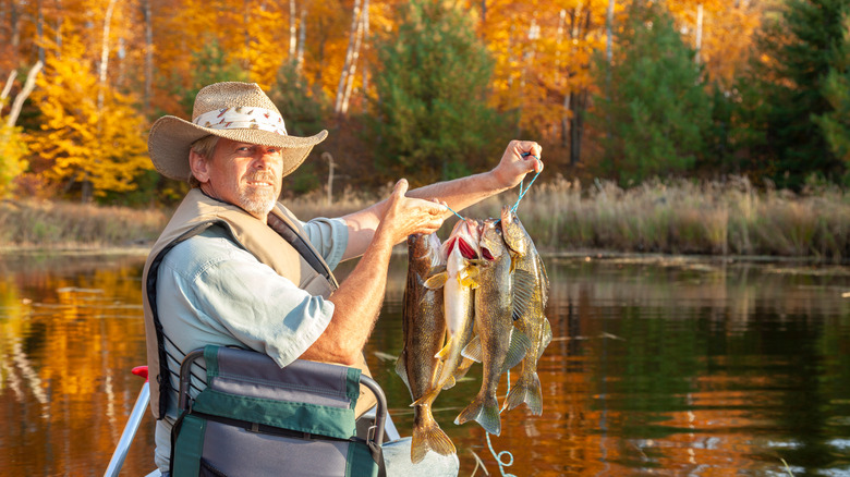 man holding walleyes on Lake of the Woods