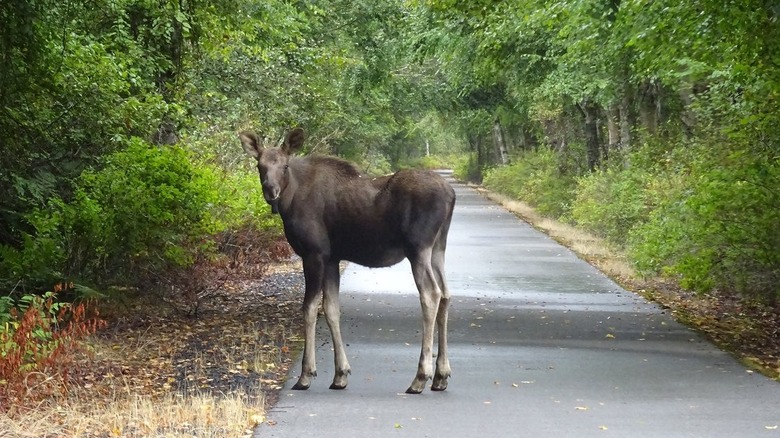 Moose on Trail of the Coeur d'Alenes