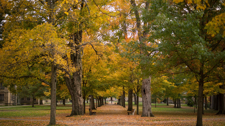 path through campus in the fall