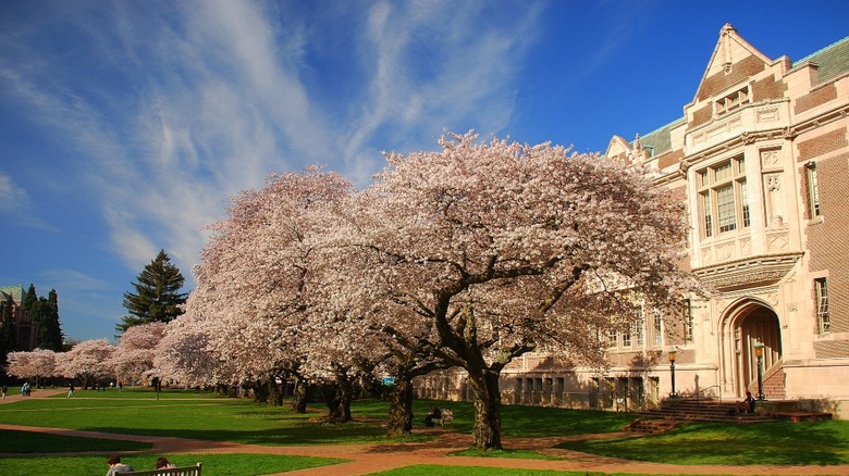 cherry trees in bloom