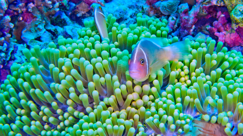 bunaken national marine park