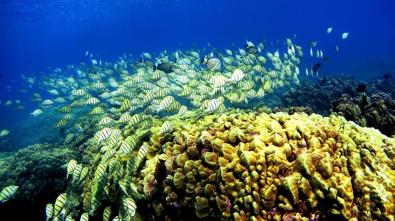 hanauma bay reef