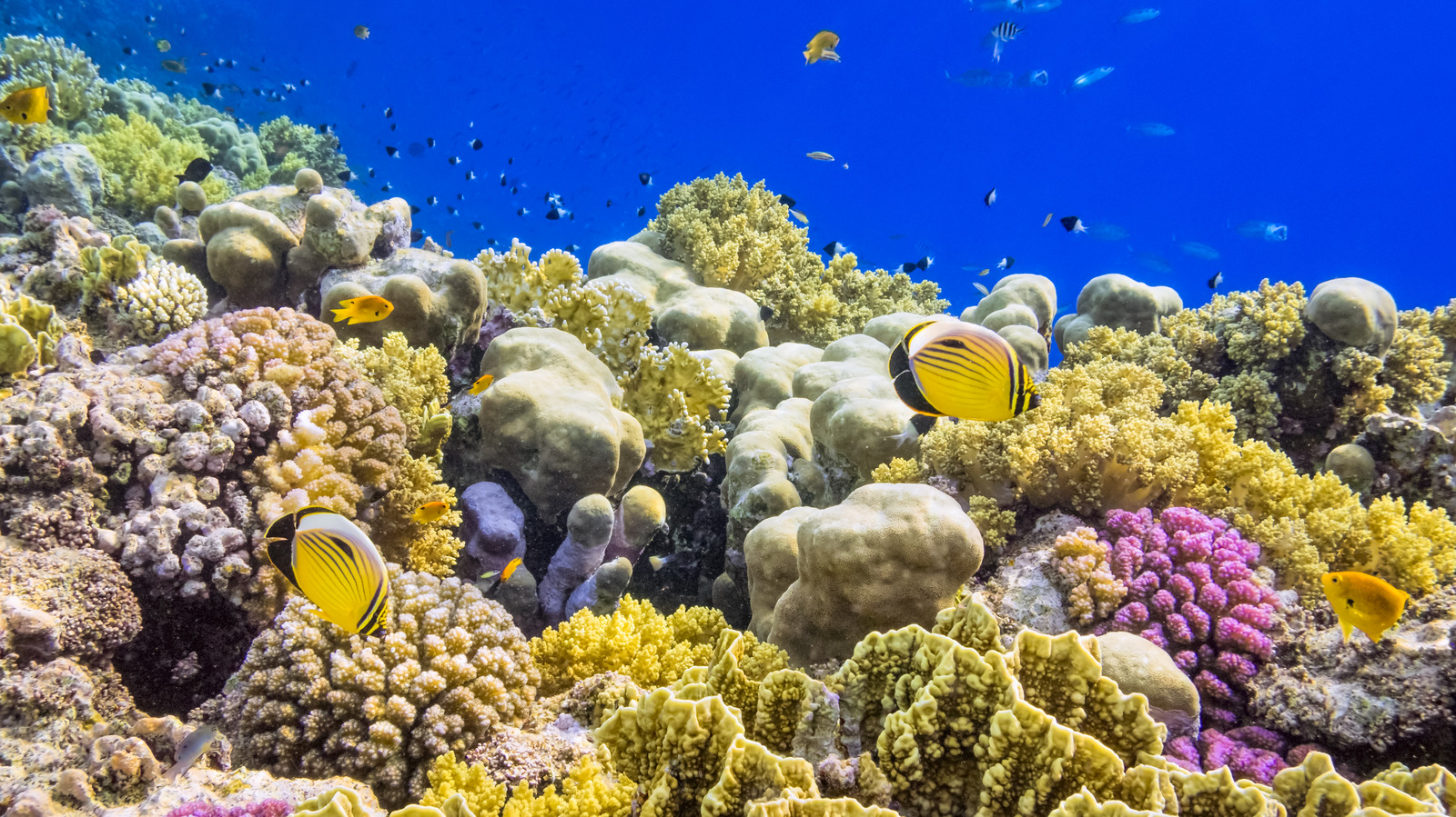 15 Most Beautiful Coral Reefs In The World