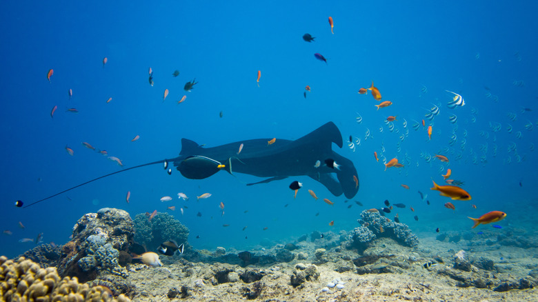 new caledonia barrier reef