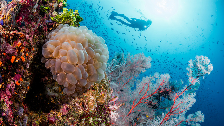 raja ampat coral reefs