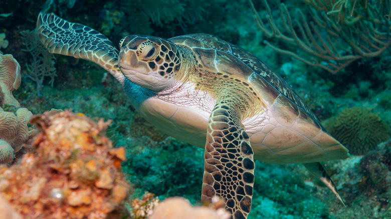 roatán reef honduras